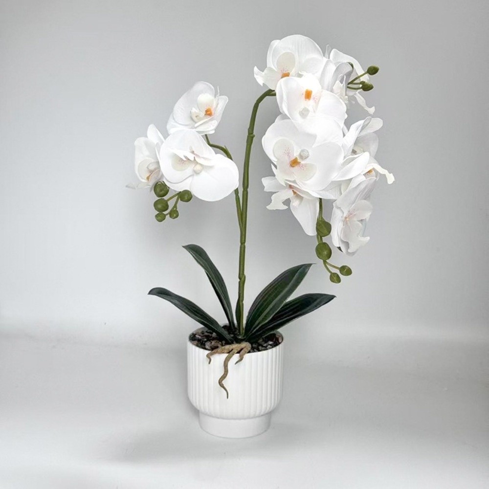Orchidea a Farfalla Simulata M - Orchid Phalaenopsis recensione e prezzo