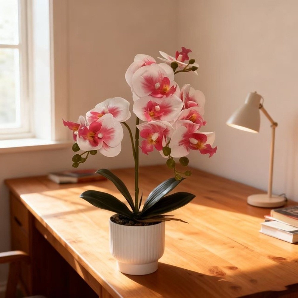 Orchidea a Farfalla Simulata M - Orchid Phalaenopsis recensione e prezzo