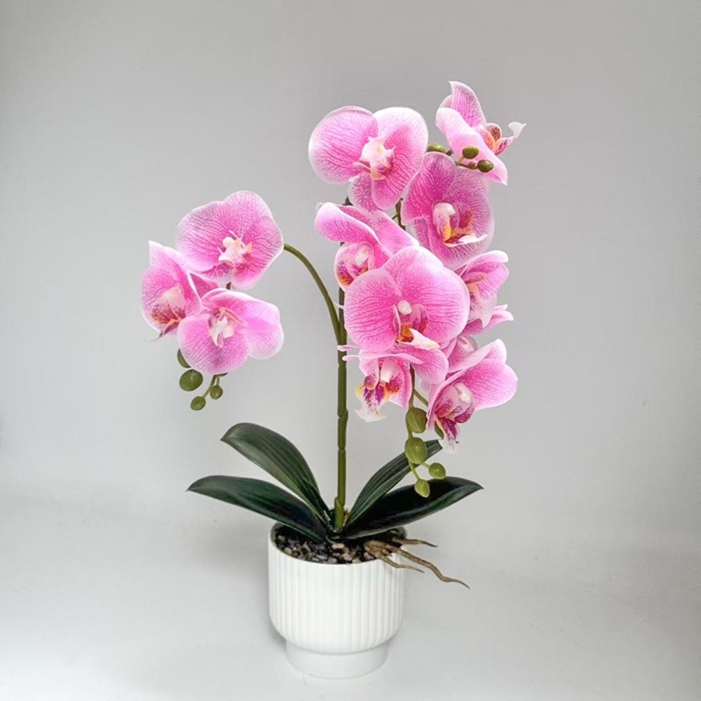 Orchidea a Farfalla Simulata M - Orchid Phalaenopsis recensione e prezzo