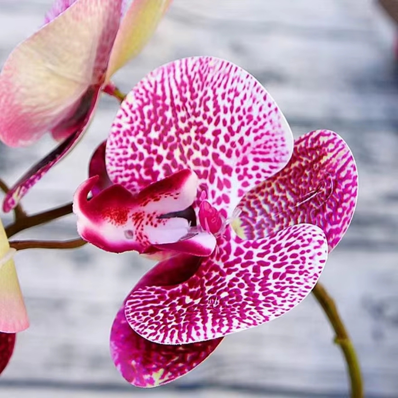 Fiori artificiali 3D Farfalla  - Orchid Phalaenopsis recensione e prezzo