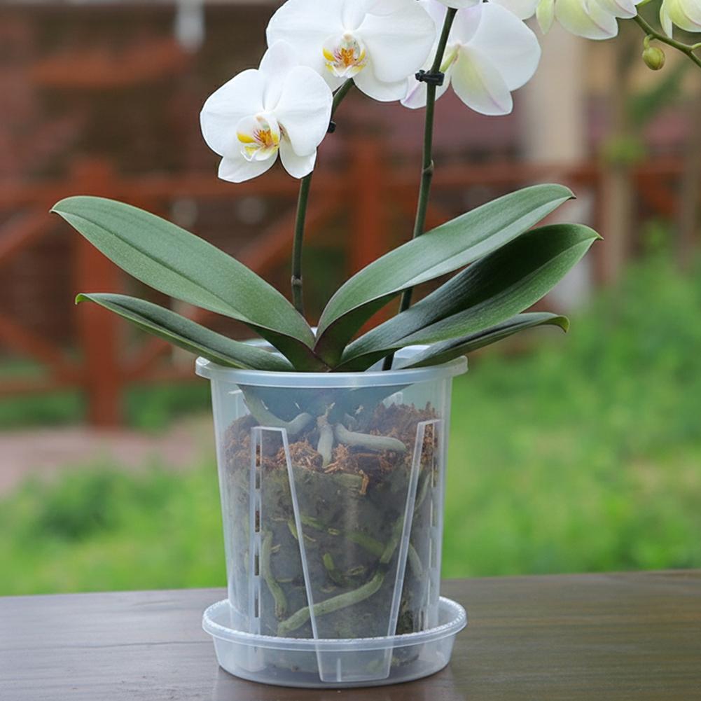 Vaso per Fiori Trasparente in  - Plant Parent recensione e prezzo