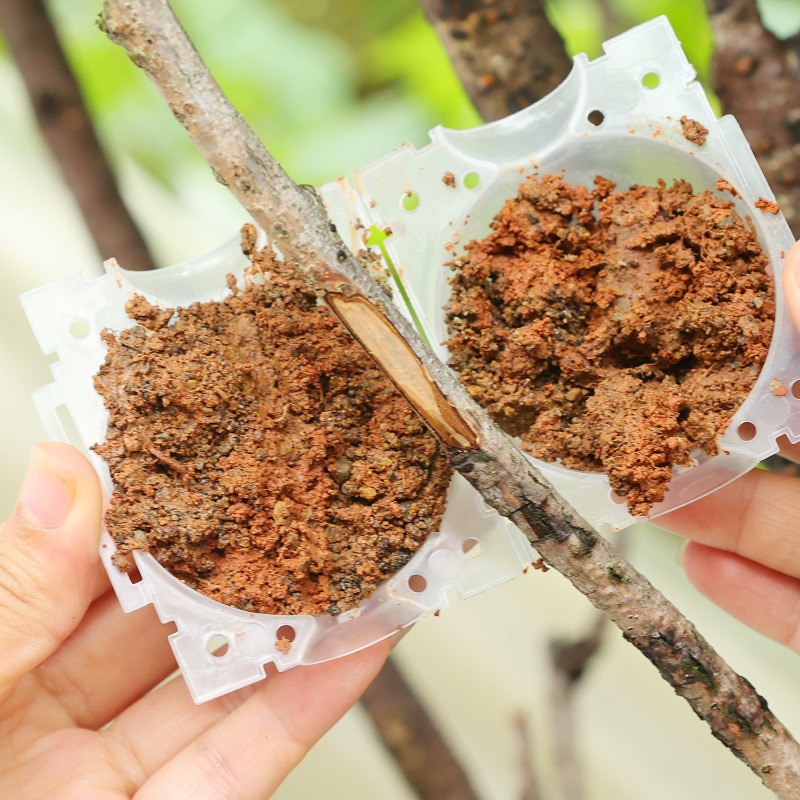 Strumenti per innesto a sfera  - Plant Parent recensione e prezzo