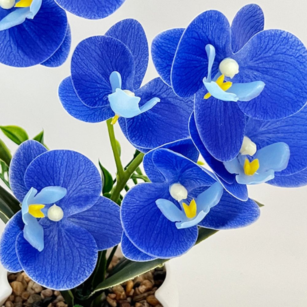 Orchidea a Farfalla Simulata M - Orchid Phalaenopsis recensione e prezzo